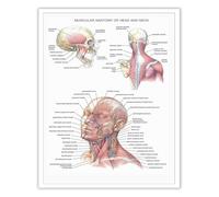 Skeleton Skull Nervous System Poster Muscular Anatomy Head and Neck Human Anatomical Physiology Wall Decor for Dorm Laboratory(Unframed,08x12inch(20x30cm))
