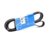 Cinghia Poly V Skf VKMV 6PK1836 per Alfa Romeo Bmw Fiat Lancia Nissan Opel