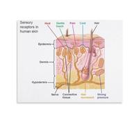 Skin Anatomy Poster Sensory Receptors Guide