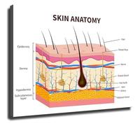 Skin Layers Diagram Poster Human Skin Anatomy Chart Educational Canvas Print Wall Art for Esthetician School and Beauty Clinic Decor(Framed,12x18inch(30x45cm))