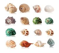 SKOOLOVE 16 Pezzi di Paguro Medio-Piccolo, Dimensioni Conchiglia di Mare 2,5-7 cm, Apertura 1-4 cm, per Forniture di Paguri Naturali, Conchiglie, Decorazioni per La Casa e Decorazioni da Spiaggia