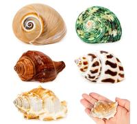 SKOOLOVE 5 Pezzi idi paguro, Conchiglie Naturali di Mare, Dimensioni 5.5-7 cm, Apertura 3-5.5 cm, per Forniture di paguri di Medie e Grandi Dimensioni e Decorazioni da Spiaggia