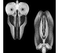 Skull Defekts - THRILL JOCKEY Dances in Dreams of Theknown Unknow