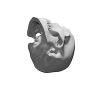 Skull Display for Yamaha Motorcycles Decorative Logo Limited Edition