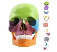 Skull Model - Skull Anatomy Model | Anatomy Head, 15 pezzi Realistic Human SkullHead, Detachable Anatomical SkullModel For Medical Study Learning Teaching Display, SkulModel - Students Classroom