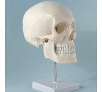 Skull on Tripod 4-Piece Human Skull Model