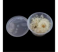 SKYVII 100 pezzi di semi di tarassaco naturale piccole palline di vetro otturazioni in resina per realizzare gioielli, bianco