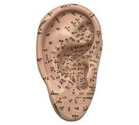 SLRMKK Modello di agopuntura dell'orecchio - Modello di agopuntura Umana da 16 cm - Modello di Orecchio Cinese con Lettere HD - per Punto di Pressione Umano e Treno educativo dei meridiani