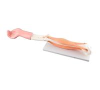 Smandy Modello Anatomico del Braccio, Struttura Ossea Realistica con Articolazioni Mobili per L'insegnamento della Salute Fisica Nella Scuola Media, Visualizzazione Dell'anatomia