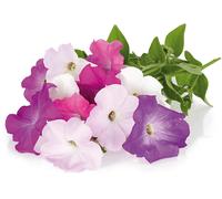SMART PLUG EMSA M5261400 - Capsule substrato Petunia per Click & Grow, 3 pezzi