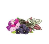 SMART PLUG EMSA Recambio di fiori vibranti - 9 capsule