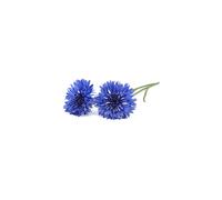 SMART PLUG ME ME ME Click & Grow Fiordaliso / 3-pack