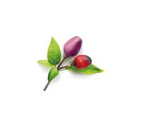 SMART PLUG SMART GARDEN Click & Grow 4742793008745 - Kit Starter 3 capsule Peperoncino Viola