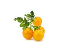SMART PLUG SMART GARDEN Click & Grow Kit Starter Mini Pomodoro - 3 Capsule Pre-Seminate per Giardinaggio Indoor