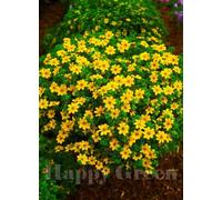 SmartMe Bur Calendula - Golden Eye - 80 semi - Bidens Aurea - Cestino sospeso Varietà