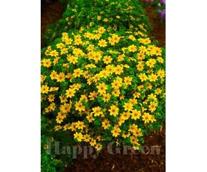 SmartMe Bur Calendula - Golden Eye - 80 semi - Bidens Aurea - Cestino sospeso Varietà