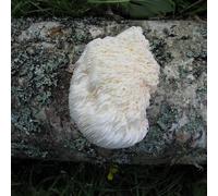 SmartMe - Funghi - Lions Mane - 30 spine - Alta germinazione