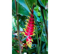 SmartMe Heliconia latispatha (Orange Gyro) Semi Rari Tropicali Incredibile Display 10 Semi