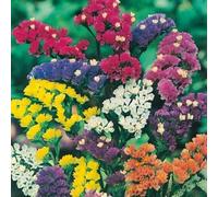 SmartMe - Statice - Art Shades Mixed - 100 Semi - Alta Germinazione