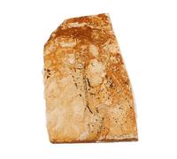 SMASOLO Esemplare Fossile Pesce Antico Decorazione Unica per Collezionisti e Insegnamento Ornamento Rappresentazione Creature Preistoriche Pregiato per Arredo Stanza