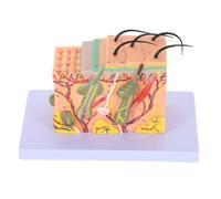 SMASOLO Modello Anatomico degli Strati della Pelle Ingrandito 35 Volte - Modello di Pelle per Insegnamento Medico Sezione Trasversale Dettagliata - Strumento Didattico per Scuole e Corsi