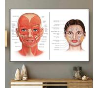 SMAZDFXX Anatomia del viso retrò Muscoli e vene facciali Arte estetista Chirurgo plastico Terapista Botox Poster Iniettore cosmetico 8x12 pollici