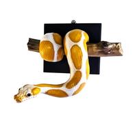 Snake Wall Decor - Resin 3D Python Sculpture | Realistic Shadow Art