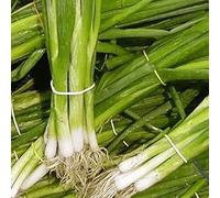 società Shunda - 250 sementi biologiche Evergreen Bianco Il raggruppamento di cipolla Seeds ONLY