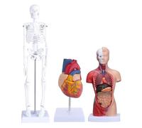 Socobeta Kit Modello Corpo Umano, Torso Staccabile da 26 Cm Modello Anatomico con Cuore Scheletro da 45 Cm per L'insegnamento Dell'Anatomia e della Fisiologia