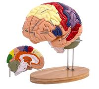 SOEPOTIX Anatomia del modello del cervello umano, modello anatomico del cervello umano a grandezza naturale 2X per neuroscienze con 4 modelli di cervello staccabili codificati a colori per
