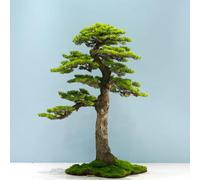 Sohodoo Albero Artificiale for Esterni Senza Manutenzione - Pino Luohansong Finto Realistico for Veranda, Patio, Giardino(2.5mx2m)