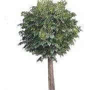 Sohodoo Albero di baniano Artificiale con Vaso Decorativo, pianta Finta realistica for Uso Interno ed Esterno in Soggiorno, Patio, Ufficio(2mx1.8m)