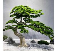 Sohodoo Pino Artificiale Luohansong - Pianta Artificiale da Esterno in Vaso, Adatta a Tutte Le Stagioni, for Patio, Porta d'ingresso, Giardino e Balcone(1.8mx1.5m)