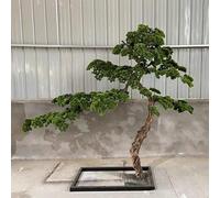 Sohodoo Pino Finto for Esterni/Interni, for Patio, Veranda/Giardino: Un Paesaggio Verde Realistico for Una Bellezza Che Dura Tutto L'Anno.(1.5mx1.2m)