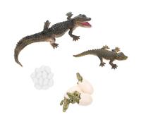 SOIMISS Figure Del Ciclo Di Vita Modelli Di Crescita Per Prima Infanzia Figure Degli Animali Per Prima Infanzia Oggetti Di Scena Per Ragazzo Ragazza Ragazza Colore Diverso