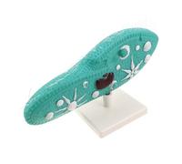 SOIMISS Laboratori Didattici Di Dimostrazione Di Ricerca Anatomia Per Esperimenti Paramecium Protozoi Biologia Dissezione Di Visualizzazione Per Insegnanti Con