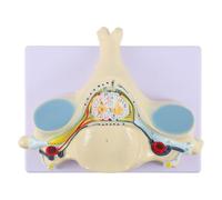 SOIMISS Modello Anatomico Vertebra Cervicale Quinta Ingrandito in Pvc per Studio Anatomico e Aula Didattica, Modello della Colonna Cervicale per Aiuto allo Studio