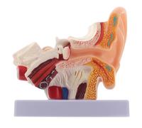 SOIMISS PVC Modello Anatomico Dell’orecchio 1,5x Base per Scuole | Struttura Smontabile, Dettagli Molto Precisi, per Insegnanti e Studenti, Assemblaggio Ripetuto, Aula Didattica