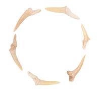 SOIMISS Set 6 Collane Ciondolo Dente Di Squalo Fossile Artigianale Per Uomo e Bambini Decorazione Del Collo Per Occasioni Speciali