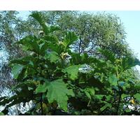 SOLANUM CHRYSOTRICHUM SEMI PIANTA DELLA MELANZANA 1200 SEMI SPEDIZIONE GRATUITA