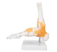 Solinder Modello Anatomico del Piede Modello del Piede a Grandezza Naturale di Anatomia a Grandezza Naturale di Scheletro Umano 26 Ossa Pie