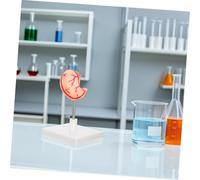SOLUSTRE Modello Anatomia Organo Per Studio Design Realistico e Dettagliato Per Educazione Scientifica Robusto e Facile Da Usare Per Aula e Ricerca Medica