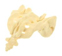 SOLUSTRE Modello Anatomico di Osso Sacro in Pvc Bianco Lavabile Superficie Liscia per Educazione e Pratica Medica Studenti e Dottori