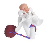 SOLUSTRE Modello di Bacino in Gravidanza Ragazzo Ragazza, Cordone Ombelicale e Placenta, Modello Didattico Medico Compatto per Formazione Ostetrica e Dimostrazione del Parto