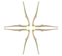 SOLUSTRE Schiaccianoci Multifunzionale in Ferro 4 Pezzi per Nocciole e Noci Facile da Usare Utensile Cucina Resistente