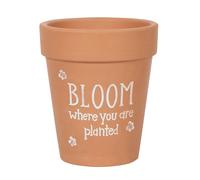 Something Different Bloom Where You Are Planted Terracotta Vaso per (SD4219)