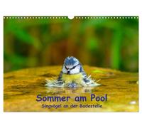Sommer am Pool - Singvögel an der Badestelle (Wandkalender 2027 DIN A3 quer), CA