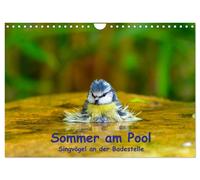 Sommer am Pool - Singvögel an der Badestelle (Wandkalender 2027 DIN A4 quer), CA