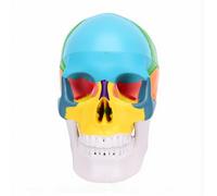 Sonew Modello di Anatomia del Cranio Umano Modello di Visualizzazione del Cervello in Plastica PVC Staccabile con Regioni Codificate a Colori per L'apprendimento in Classe