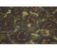 Sony 100 400 Mm GM OSS Copertura Di Protezione In Neoprene Camo Design Premium